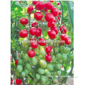Hybrid Cherry tomato seeds for growing-7-Up